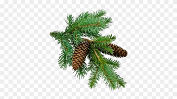 Christmas-tree Branch - Pine Tree Branch Png