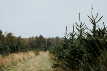 Christmas tree farm | Free Photo - rawpixel Christmas tree farm | Free Photo - rawpixel