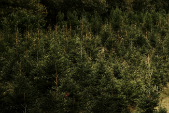 Christmas tree farm | Free Photo - rawpixel Christmas tree farm | Free Photo - rawpixel