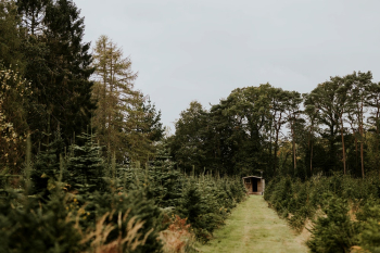 Christmas tree farm | Free Photo - rawpixel Christmas tree farm | Free Photo - rawpixel