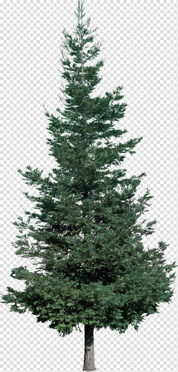 Christmas tree Fir Pine, pine tree transparent background PNG clipart Christmas tree Fir Pine, pine tree transparent background PNG clipart