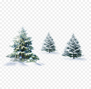 Christmas tree Gift Wallpaper - Snow pine Christmas tree Gift Wallpaper - Snow pine