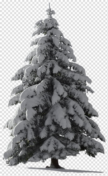 Christmas tree Snow, fir-tree transparent background PNG clipart Christmas tree Snow, fir-tree transparent background PNG clipart
