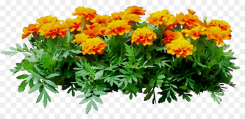 Chrysanthemum Annual plant Herbaceous plant Cut flowers - Chrysanthemum Annual plant Herbaceous plant Cut flowers -