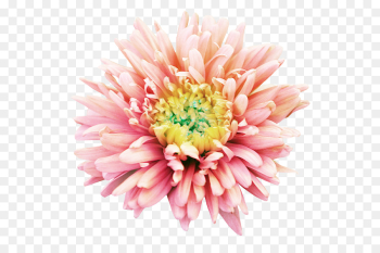 Chrysanthemum, Dahlia, Flower, Pink PNG Chrysanthemum, Dahlia, Flower, Pink PNG