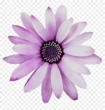 Chrysanthemum, Dahlia, Petal, Violet PNG