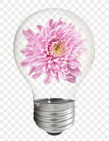 Chrysanthemum flower png sticker light | Free PNG - rawpixel