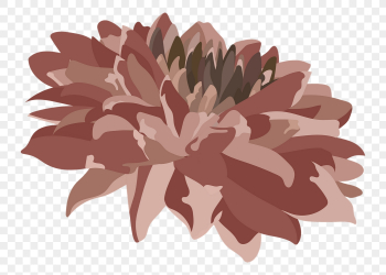 Chrysanthemum flower png sticker, pink | Free PNG - rawpixel Chrysanthemum flower png sticker, pink | Free PNG - rawpixel