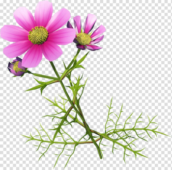 Chrysanthemum indicum Cosmos bipinnatus , Beautiful flowers abstract flowers ,Beautiful purple wild chrysanthemum transparent background PNG clipart