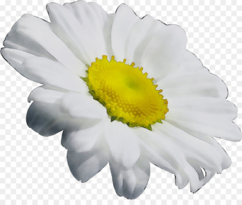 Chrysanthemum Oxeye daisy Transvaal daisy Daisy family Annual plant -  