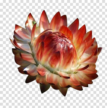 Chrysanthemum Petal Flower, Chrysanthemum flower material transparent background PNG clipart