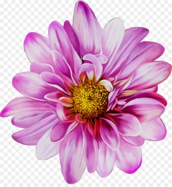 Chrysanthemum Stock photography Royalty-free Flower Image -  