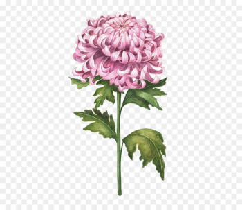 Chrysanthemum Watercolor painting Flower Drawing Illustration - Watercolor Chrysanthemum 