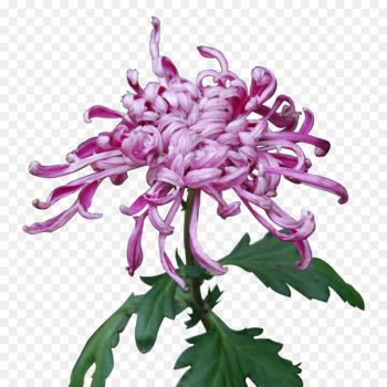 Chrysanthemum xd7grandiflorum Purple Yellow Plant - Purple chrysanthemum 