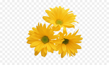 Chrysanthemum Yellow Flower White Stock photography - Yellow chrysanthemum 