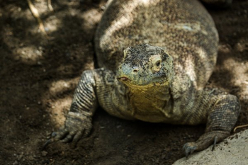 Chubby Komodo Dragon Chubby Komodo Dragon