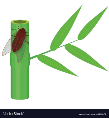cicada on fresh green bamboo stem cicada on fresh green bamboo stem