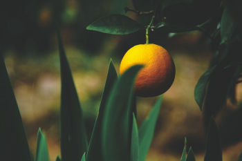 Citrus Fruit In A Tree Citrus Fruit In A Tree