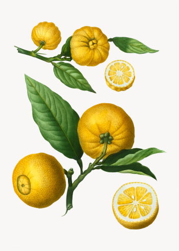 Citrus fruits | Free stock vector - 569561 Citrus fruits | Free stock vector - 569561
