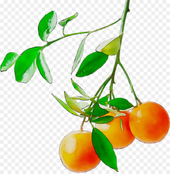 Citrus Natural foods Vegetarian cuisine Vegetarianism - Citrus Natural foods Vegetarian cuisine Vegetarianism -