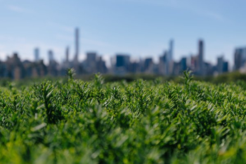 City Behind Greenery City Behind Greenery