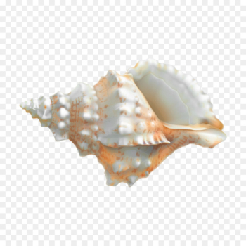Clam Portable Network Graphics Clip art Transparency Oyster - seashell 