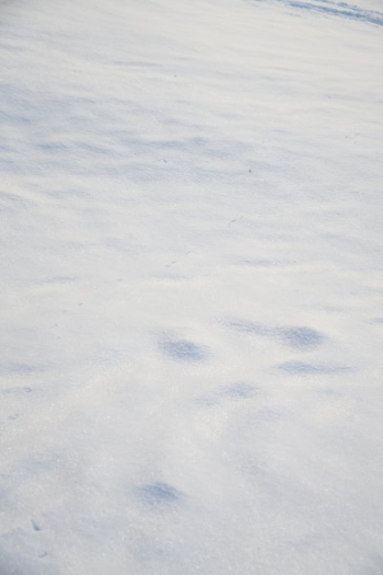 Clean White Snow Ground Clean White Snow Ground