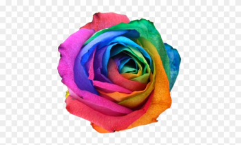 Click And Drag To Re-position The Image, If Desired - Rainbow Rose