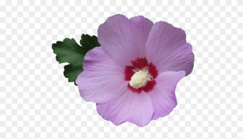 Click And Drag To Re-position The Image, If Desired - Rose Of Sharon Png