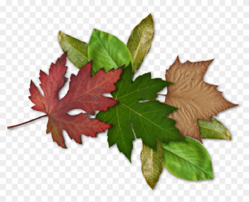 Click Image For Full Size, Then Right Click And Save - Maple Leaf