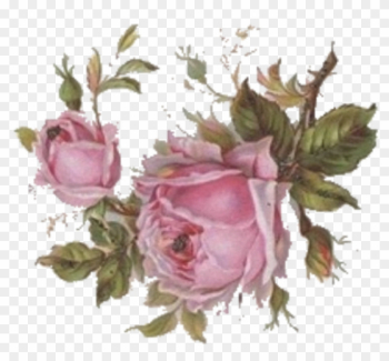 Click On Image To Enlarge, Then Right Click And Save - East Urban Home &#39;vintage Rose&#39; Print On Metal, Pink