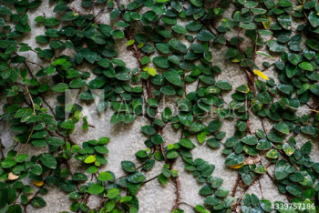 Climbing plant on a wall Climbing plant on a wall
