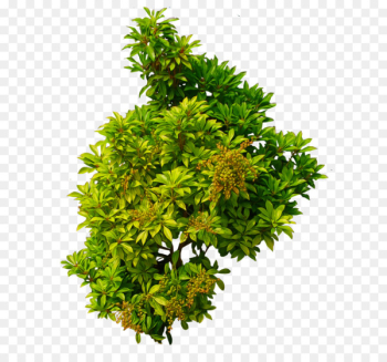 Clip art - Bush PNG image Clip art - Bush PNG image