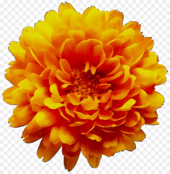 Clip art Chrysanthemum Transparency Image Flower -  