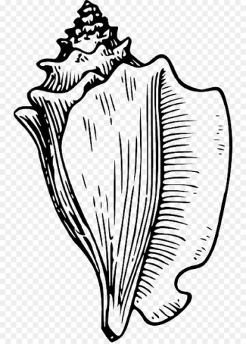 Clip art Conch Openclipart Free content Image - conch Clip art Conch Openclipart Free content Image - conch