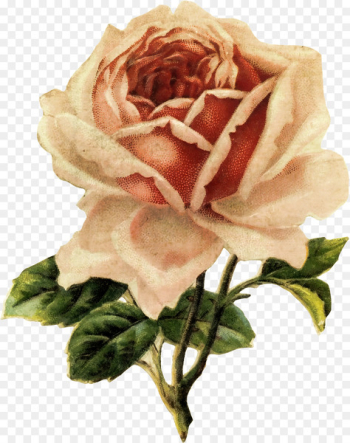 Clip art Decorative Borders Rose Portable Network Graphics Image - rose 