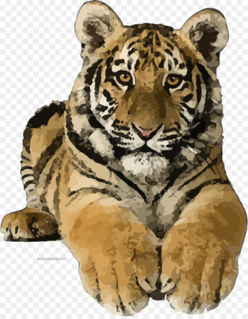 Clip art Felidae Lion Bengal tiger Portable Network Graphics - lion 