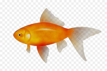Clip art Goldfish Portable Network Graphics Vector graphics -  