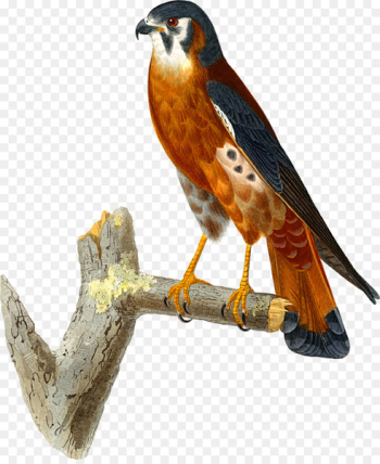 Clip art Hawk Falcon Openclipart American kestrel - falcon Clip art Hawk Falcon Openclipart American kestrel - falcon