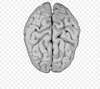 Clip art Human brain Vector graphics Nervous system - brain Clip art Human brain Vector graphics Nervous system - brain