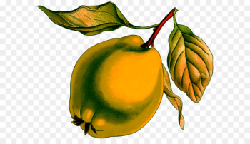 Clip art Image Pear Quince Drawing - pear Clip art Image Pear Quince Drawing - pear