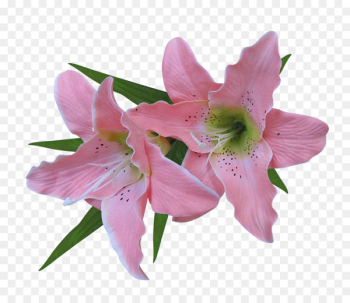 Clip art Lily Image Illustration - lily Clip art Lily Image Illustration - lily