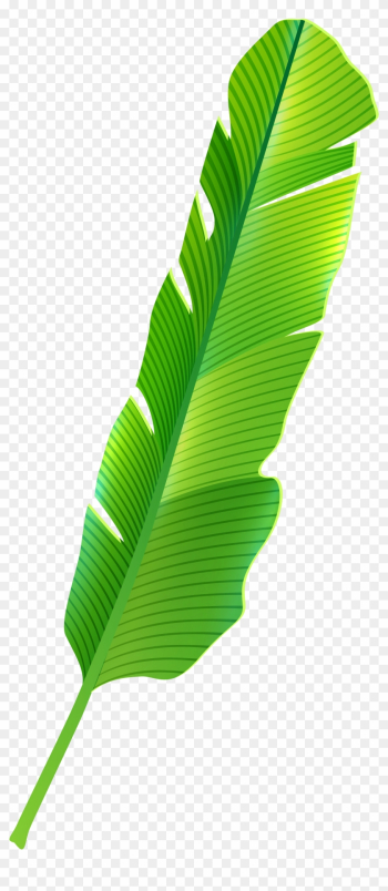 Clip Art Of Banana Leaf Tropical Png Best Web Clipart - Tropical Leaf Png Clip Art Of Banana Leaf Tropical Png Best Web Clipart - Tropical Leaf Png