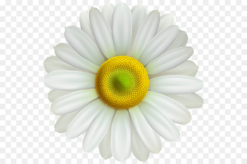 Clip art Portable Network Graphics Common daisy Image Desktop Wallpaper - daysy transparency and translucency 