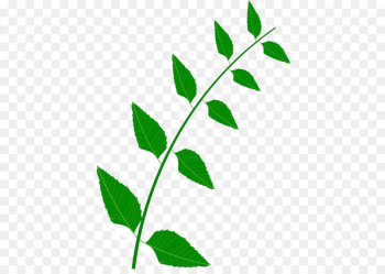 Clip art Portable Network Graphics Image Vector graphics Medicinal plants - bitter background 