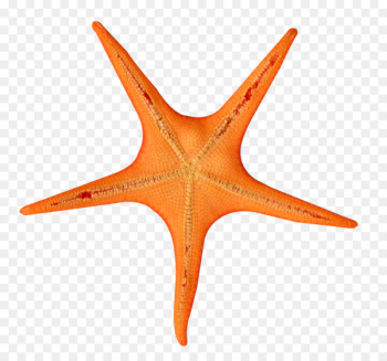 Clip art - Star Fish Clip art - Star Fish