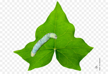 Clip art Vector graphics Common ivy Illustration Image - ivy icon 