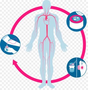 Clip art Wound healing Illustration Free content - wound Clip art Wound healing Illustration Free content - wound