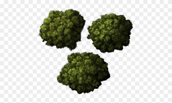 Clipart Top Tree Png - Top Down Trees Png