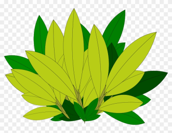 Clipart Tree Leaf Foliage Leaves Pencil And In Color - Tree